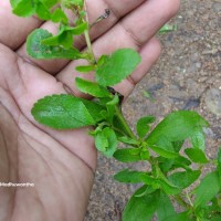 Stevia rebaudiana (Bertoni) Bertoni